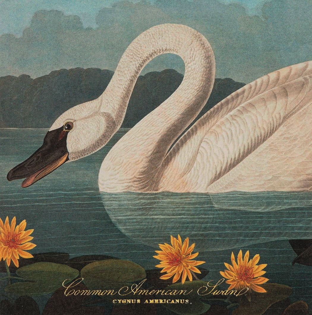 Square Matchboxes, Common American Swan