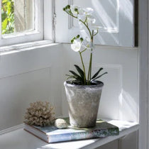 white orchid by window in pot on a book